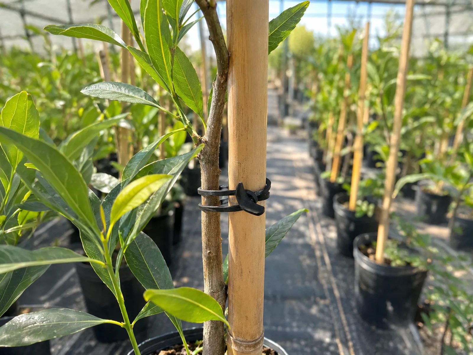 Agrifast bağ lastiği No:12 (120 × 4 × 1,8 mm UV dayanımlı kauçuk)