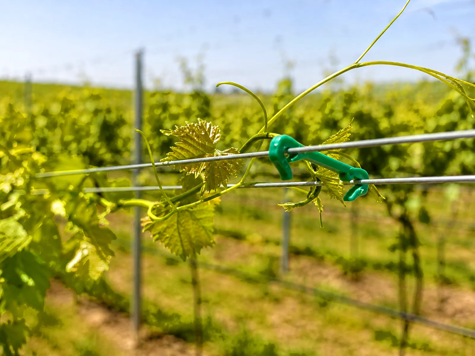 Agrifast UV dayanımlı plastik tel paralelleme klipsi bağ telli terbiye sistemi uygulaması